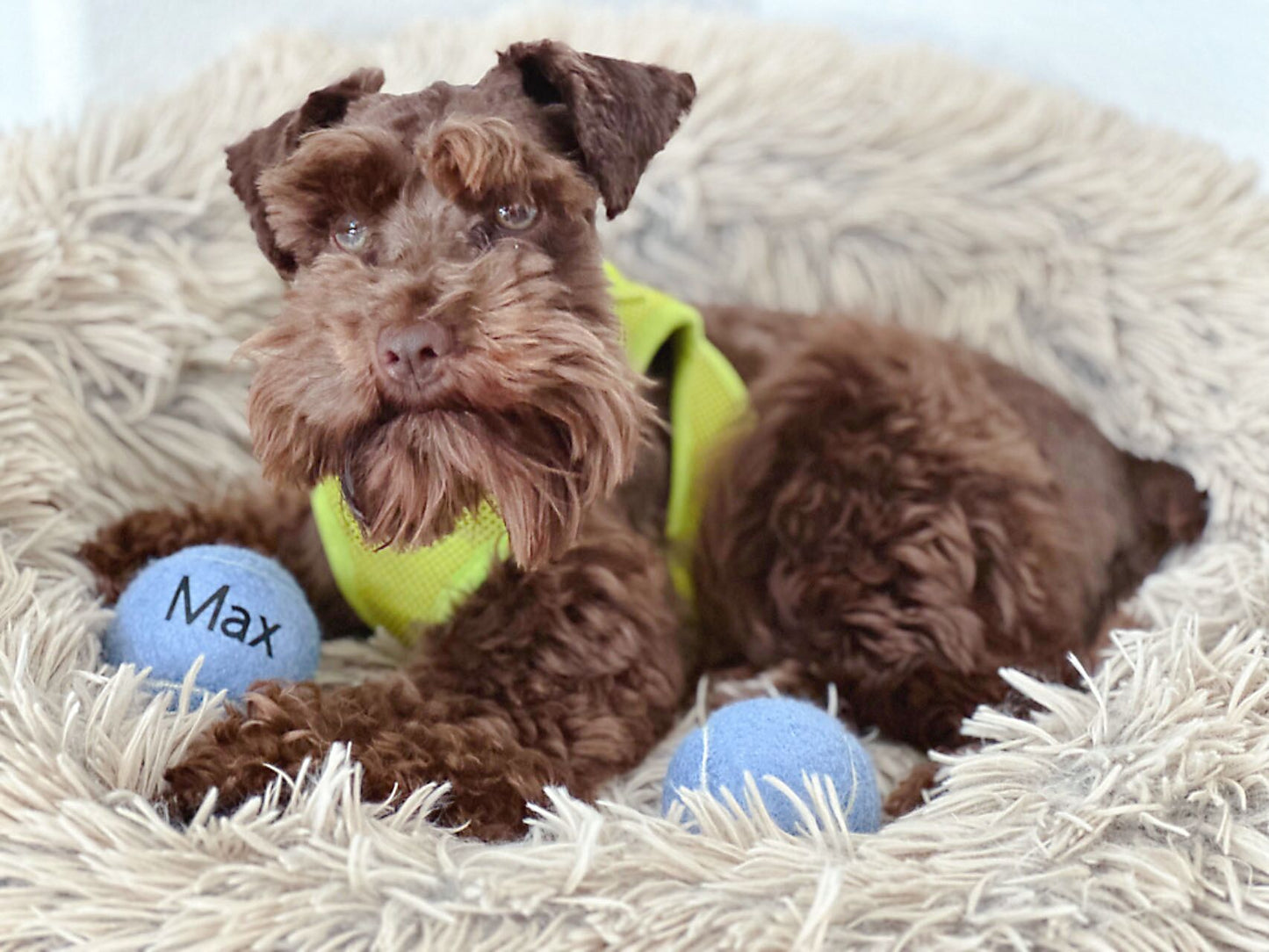 Personalized Pastel Tennis Balls for Dogs