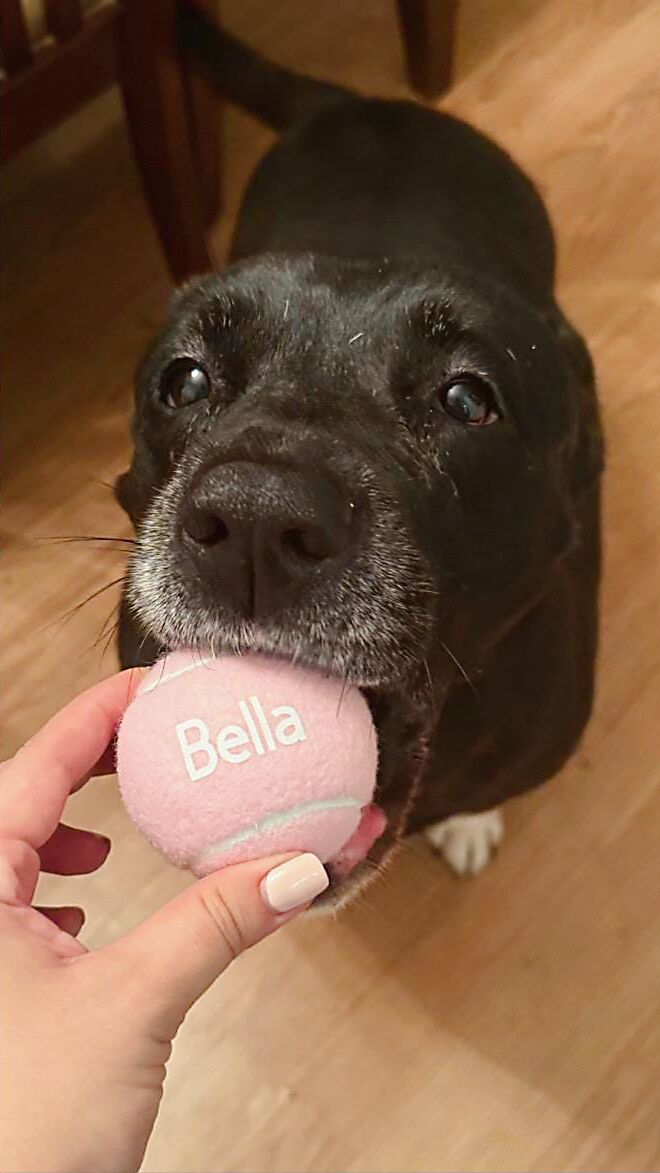 Personalized Pastel Tennis Balls for Dogs